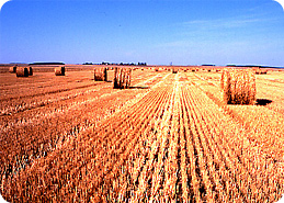 La Beauce, en Eure et Loir